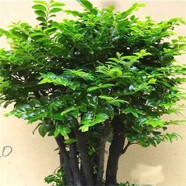 小葉紫檀盆景老樁樹樁室內(nèi)盆栽書房客廳陽臺(tái)植物辦公室觀賞植物Y  一盆5顆高55厘米  原盆原土