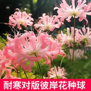 彼岸花種球曼珠沙華盆栽紅花換錦石蒜大種球陽(yáng)臺花卉四季種植開(kāi)花 直徑1CM種球+顆粒肥 一個(gè)球隨機顏色