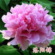 涵山菏澤觀賞牡丹花苗盆栽庭院花卉洛陽牡丹樹苗室內外陽臺重瓣大花 3洛陽錦 2到3分支