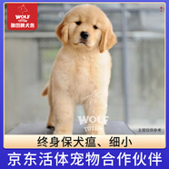 京狼圖騰雙血統級 金毛幼犬 活體寵物狗狗活體賽級純種金毛犬 中型犬 血統級 2