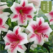 香水百合種球四季花卉好養(yǎng)易活盆栽室內(nèi)花植物種球濃香百合花種球 菲特多頭花包活包對版 6顆送專養(yǎng)百合盆送生根粉