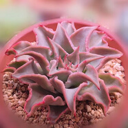 素蜜多肉植物組合盆栽小綠植花卉玉露大顆好養(yǎng)室內(nèi)精品肉肉陽臺(tái)喜光 餃子皮  9-10  厘米塑料盆栽好