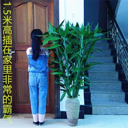 墨薰槿[1.5米特大竹】富貴竹水養(yǎng)水培觀音竹室內(nèi)凈化空氣大型綠植客廳 粗枝110高10支＋營養(yǎng)液