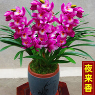 玫絢高質(zhì)量 新店開張【名貴蘭花】精品苗盆栽 濃香型 養(yǎng)不死的品種 夜來(lái)香 1苗新手試養(yǎng) 裸根發(fā)貨