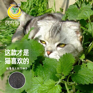 鳳鳴雅世小貓草種籽四季陽臺盆栽香草食用貓薄荷草種孑貓薄荷種子10克