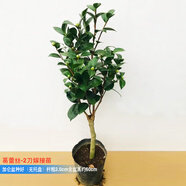 葛蕾絲山茶花六角奧伯頓稀有品種粉紅色老樁花卉盆栽庭院花園樹(shù)苗苗庭院樹(shù)風(fēng)景樹(shù)陽(yáng)臺植物過(guò)年開(kāi)花真花花卉 葛蕾絲2刀嫁接苗桿粗2.0cm含盆高60cm帶花 含盆