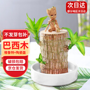 九月生水培巴西木幸運(yùn)木帶托盤格魯特花卉綠植盆栽室內(nèi)桌面植物中號