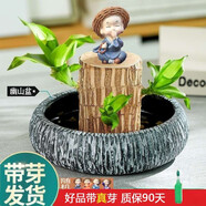綠蔭巷子帶芽巴西木好養(yǎng)活水培植物幸運木桌面綠植小盆栽辦公室內(nèi)水養(yǎng)送禮 帶芽11cm【寬邊幽山盆】戴帽小和尚 【大號】直徑7-8厘米 含營養(yǎng)液
