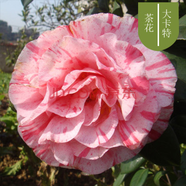 盆栽茶花苗 山茶花苗綠植花卉盆栽四季好養(yǎng)茶花樹苗盆栽耐寒花卉觀花植物室內(nèi)花卉綠植開花不斷 不含盆 大卡特 6年苗花苞爆滿