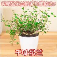嘆為觀止18種吊蘭任你選金邊吊蘭各種盆栽花卉客廳垂吊桌面植物凈化空氣 千葉吊蘭 含盆