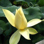 大型荷花磨盤(pán)種子高產(chǎn)藕產(chǎn)蓮子籽盆栽池塘大田觀(guān)賞四季播花卉綠植 黃色荷花種子 10粒已開(kāi)口