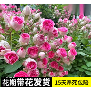 花友藤本月季花苗月季花樹苗盆栽特大花苗庭院爬藤植物陽臺薔薇爬墻 胭脂扣【爬藤】大苗 1-1.3米高度多分叉