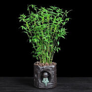 秋穎米竹盆栽盆景植物四季常綠驅(qū)蚊竹造景竹微景觀盆景竹小葉米竹盆栽 20根苗帶土球發(fā)貨（不含盆）