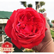 花友國(guó)月大花月季花苗 特大庭院盆栽灌木切花 緋扇 中苗30-50高度