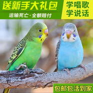 豪蚨虎皮鸚鵡說(shuō)話(huà)小鳥(niǎo)活物觀(guān)賞鳥(niǎo)寵物牡丹小太陽(yáng)親人玄風(fēng)鸚鵡豪蚨 綠+藍虎皮一對（一公一母）