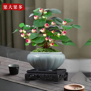 小盼菩提樹(shù)盆栽帶果植物禪意擺件室內花辦公室綠植盆景客廳好養 小盼菩提+白釉陶瓷盆+復古