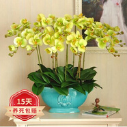 歐悟 蝴蝶蘭花苗盆栽室內(nèi)觀花植物桌面陽臺(tái)年宵花卉四季開花綠植花卉 韻氣蝴蝶蘭+透明原盆+原土