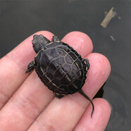 萌龜飼家中華黑腹金線(xiàn) 情侶一對草龜小烏龜活體水陸觀(guān)賞中華草龜墨龜活物 2-3厘米幼崽 2只情侶龜