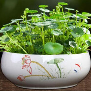 意軒100棵裝銅錢(qián)草水培植物辦公室客廳桌面盆栽金錢(qián)草花卉室內水養