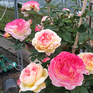 中夢薔薇花苗藤本月季庭院爬藤植物花卉盆栽陽臺玫瑰爬墻 詹森1-1.2米高度