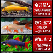 森悠（SARYOR）金苔鼠淡水魚(yú)魚(yú)缸清潔魚(yú)觀(guān)賞魚(yú)熱帶魚(yú)好養工具魚(yú)吃垃圾魚(yú) 清缸套餐6條