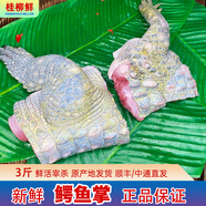 柳紅鮮食用小鱷魚 正宗散養(yǎng)鱷魚苗 整只活鱷魚 養(yǎng)殖鱷魚 活體小鱷魚幼苗 【3斤】新鮮鱷魚掌