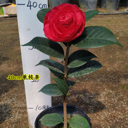 巨型情人節(jié)云南茶花盆栽帶花苞樹苗花卉大型嫁接四季重瓣名貴老樁四季茶花茶花室外花卉室內(nèi)花卉四季開花好養(yǎng) 4年40cm 單枝條 含盆