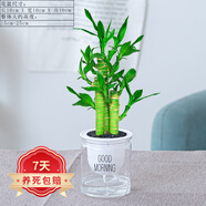 祺典花卉植物室內(nèi)花辦公桌面凈化空氣水培小綠植好養(yǎng)易活驅(qū)蚊盆栽 【懶人款】富貴竹+透明懶人盆 帶盆栽好