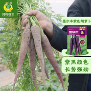 鳳鳴雅世胡蘿卜種子種籽孑子紅水果蘿卜羅卜的紫黑菜種籽紫色黃胡羅卜種子 墨爾本紫色胡蘿卜種子10克