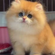 double yellow英短藍貓幼貓活體寵物藍白金銀漸層小貓活物 血統級 金漸層 公