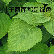 食用紫蘇種子日本進(jìn)口蘇子單雙面紫綠大葉野菜蔬菜籽陽(yáng)臺盆栽種植 綠色紫蘇 紫蘇種子100g