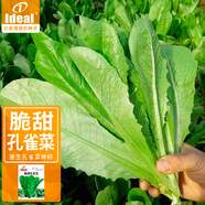 ldeal理想農業(yè) 孔雀菜種子脆甜高鈣菜籽直立生菜四季秋冬沙拉蔬菜種子