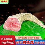 柳紅鮮食用小鱷魚 正宗散養(yǎng)鱷魚苗 整只活鱷魚 養(yǎng)殖鱷魚 活體小鱷魚幼苗 【4斤】新鮮鱷魚尾