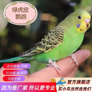 萬寵匯 鳥活體虎皮鸚鵡籠養(yǎng)牡丹玄風(fēng)活鳥學(xué)說話手養(yǎng)小太陽鸚鵡和尚鸚鵡 綠色虎皮鸚鵡1只（公母可備注）
