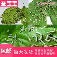 沃繡 蠶寶寶當天發(fā)貨 蠶寶寶活體蠶卵小蠶彩色蠶桑葉新鮮桑葉養(yǎng)蠶套裝 2齡蠶寶寶50條+透氣盒+桑葉