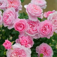 墨一灌木月季花苗特大花盆栽薔薇四季開花 鈴之妖精 40cm 源頭直發(fā)