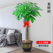 發(fā)財樹(shù)盆栽室內植物客廳綠植大型室內大棵盆景辦公室擺件花卉h 【發(fā)財樹(shù)】0.9-1米獨桿款（福字款) 不含盆