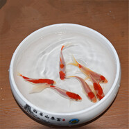 貝冠奇金魚活體觀賞魚草金冷水魚錦鯉活魚小型小金魚寵物冷水活體魚包郵 6條紅白草金（8-11厘米）
