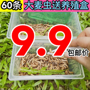 喜糯大麥蟲(chóng)活蟲(chóng)鮮活面包蟲(chóng)大號黃粉蟲(chóng)金龍魚(yú)魚(yú)食八哥畫(huà)眉鳥(niǎo)食活體蟲(chóng)子 大麥蟲(chóng)50條 長(cháng)約5公分送盒子