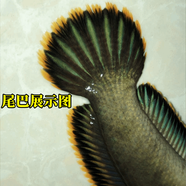 觀賞魚彩虹雷龍魚七星魚耐養(yǎng)冷水淡水魚活體兇猛紅月珍珠雷龍活體 彩虹雷龍魚1對(duì)12-16厘米+飼料