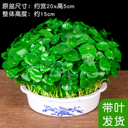鑫干和銅錢(qián)草水培盆栽室內(nèi)室外花卉金錢(qián)草綠植吸綠植花草植物 銅錢(qián)草【一盆含盆約300株】帶葉