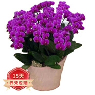 歐悟 蝴蝶蘭花苗盆栽室內(nèi)觀花植物桌面陽臺年宵花卉四季開花綠植花卉 光芒四射蝴蝶蘭+透明原盆+原土