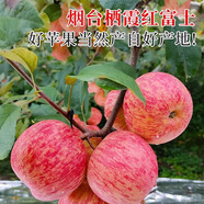 滿柚春山東煙臺(tái)紅富士蘋果水果新鮮水果整箱批發(fā)一整箱應(yīng)當(dāng)季冰糖心蘋果 大果85（6-9個(gè)果）凈重8.5斤