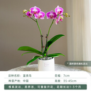 金色池塘歐苗蝴蝶蘭盆栽帶花苞客廳桌面花卉開業(yè)喬遷鮮花節(jié)日禮物 【富貴鳥兩梗含小圓杯】已開花