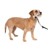 PetSafe Gentle Leader 頭領 - 小號 炭黑色