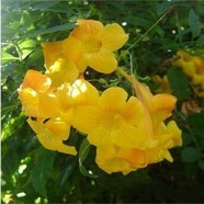 格秀潔凌霄花苗凌霄花樹苗庭院爬藤植物凌霄苗老樁大盆栽綠化攀爬紫藤苗 黃色凌霄5年苗（當(dāng)年開花） 苗