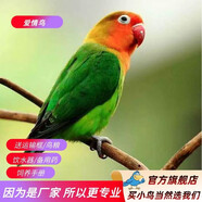 萬(wàn)寵匯 鳥(niǎo)活體虎皮鸚鵡籠養牡丹玄風(fēng)活鳥(niǎo)學(xué)說(shuō)話(huà)手養小太陽(yáng)鸚鵡和尚鸚鵡 愛(ài)情鳥(niǎo)鸚鵡一只