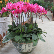 御春閣蝴蝶蘭花苗盆栽室內(nèi)觀花植物桌面陽(yáng)臺(tái)年宵花卉四季開(kāi)花綠植花卉 蝴蝶夫人蝴蝶蘭+透明原盆+原土