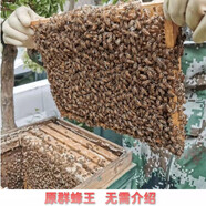 帶王活體中蜂蜂群籠蜂種王群阿壩雙色黑背紅貝處女王中華授粉蜜蜂 1900工蜂帶開產(chǎn)王