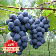 歐悟 特大巨峰葡萄樹苗 無籽葡萄苗庭院陽臺(tái)盆栽地栽果樹苗南北方種植 巨峰【8年苗-結(jié)果多】